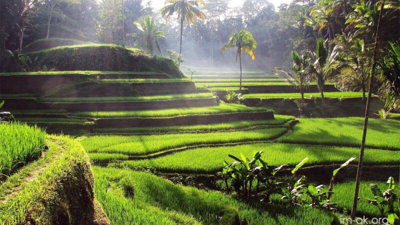 นาขั้นบันไดที่สวยที่สุดในบาหลี