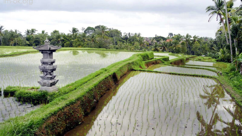 Ubud and Campuhan Ridge บาหลี