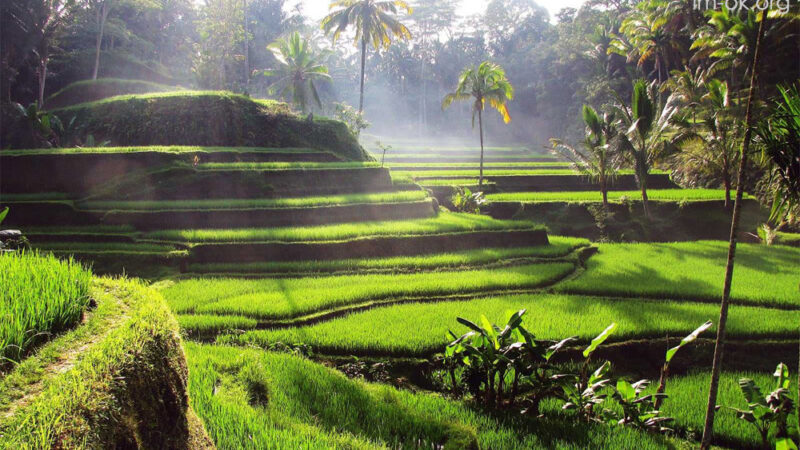 Tegallalang Rice Terraces บาหลี