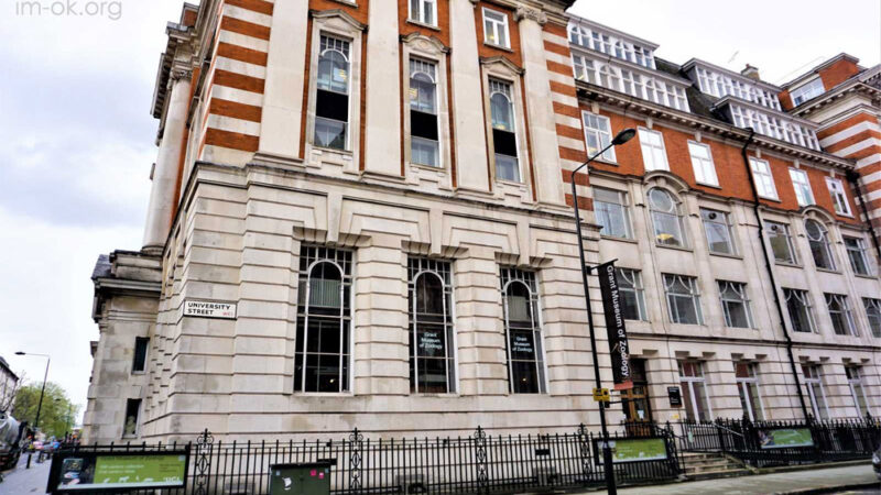 Grant Museum of Zoology โลกซากสรรพชีวิต กลางลอนดอน
