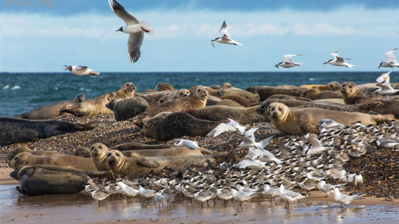 Blakeney Point เขตอนุรักษ์ธรรมชาติ ที่มีแมวน้ำอาศัยอยู่