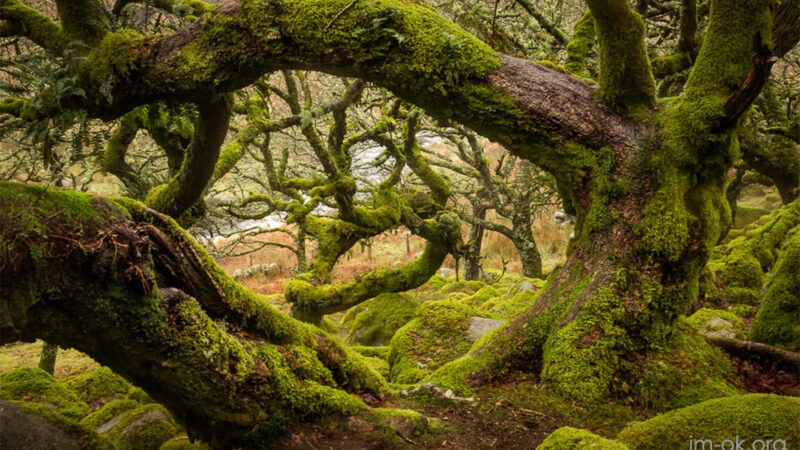Wistman’s Wood ป่าธรรมชาติที่เก่าแก่ และลึกลับของอังกฤษ