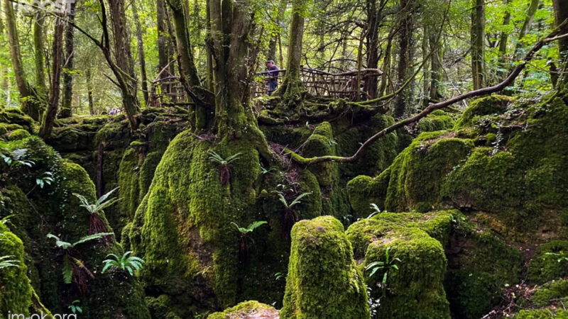 Puzzlewood ป่าแห่งมนตร์ขลัง ที่ซ่อนตัวอยู่ในใจกลางอังกฤษ