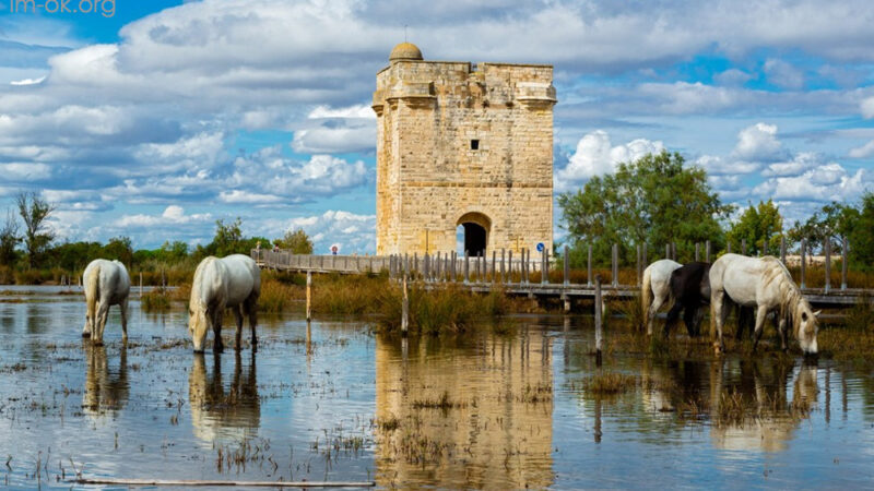 Camargue พื้นที่ชุ่มน้ำที่มีฝูงนกฟลามิงโก และม้าขาว